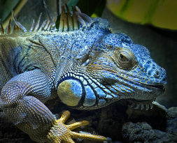 iguana azul