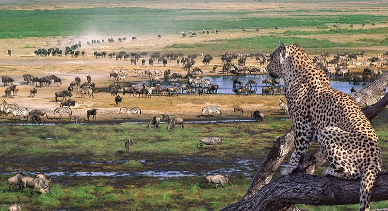 el Serengeti