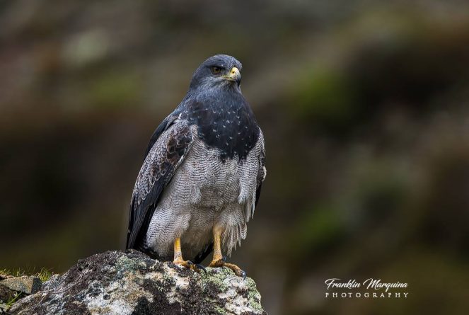 Aguila-mora-en-aves-de-venezuela-en-facebook