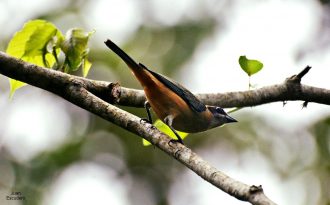 Hembra-de-Tangara-monjita