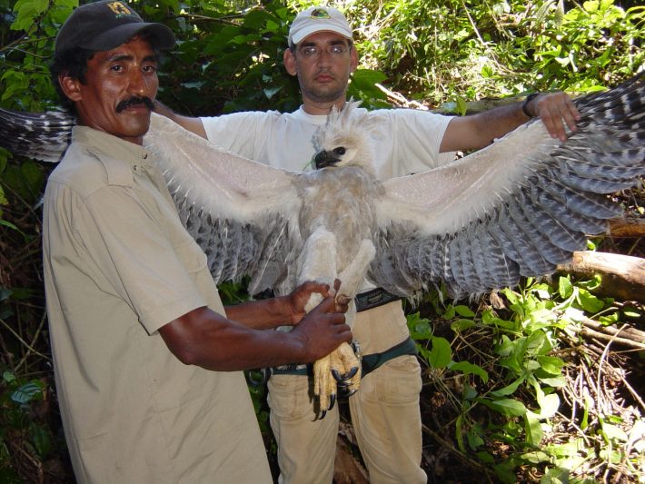 Programa de Conservación del Águila Harpía en Venezuela