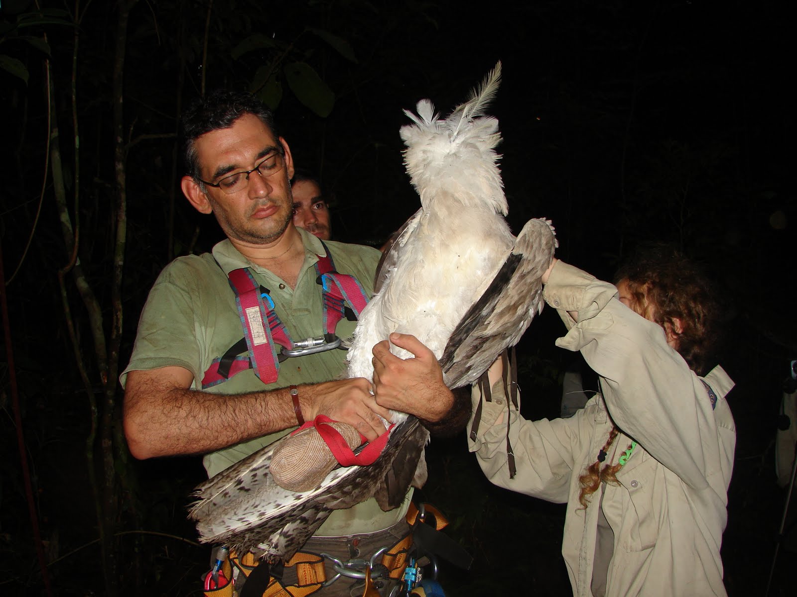 Programa de Conservación del Águila Harpía en Venezuela