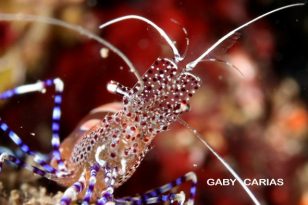 Camarón limpiador manchado (Periclemes yucatanicus)