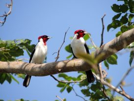 Cardenal Bandera Alemana (Paroaria gularis) | Fotografía de: Dorgelis Alcocer