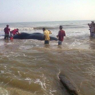 Momento en que trataban de rescatar la ballena