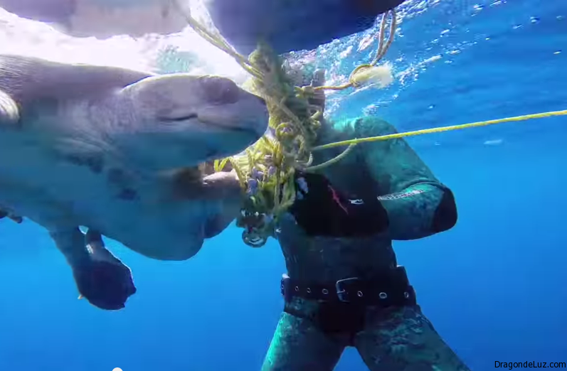 buzo rescata una tortuga marina