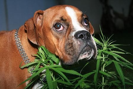 efectos de la Marihuana en los Perros