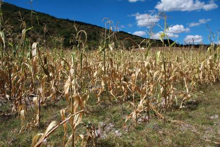 sequia en america latina afecta cultivos