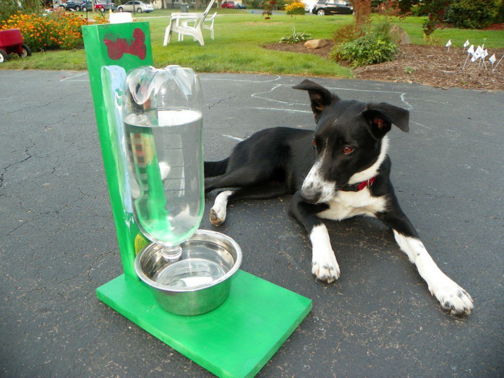 dispensador de agua para perros