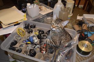 Reciclando cosas en casa con mi mascota