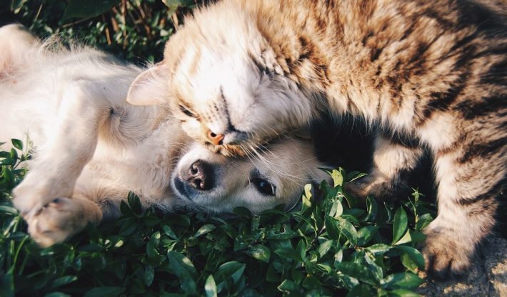 Importancia de desparasitar Gatos y Perros