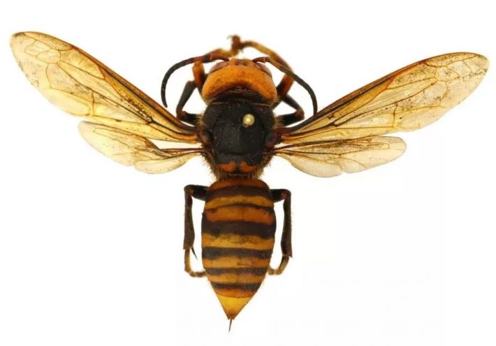 avispones-gigantes-matan-colonias-de-abejas