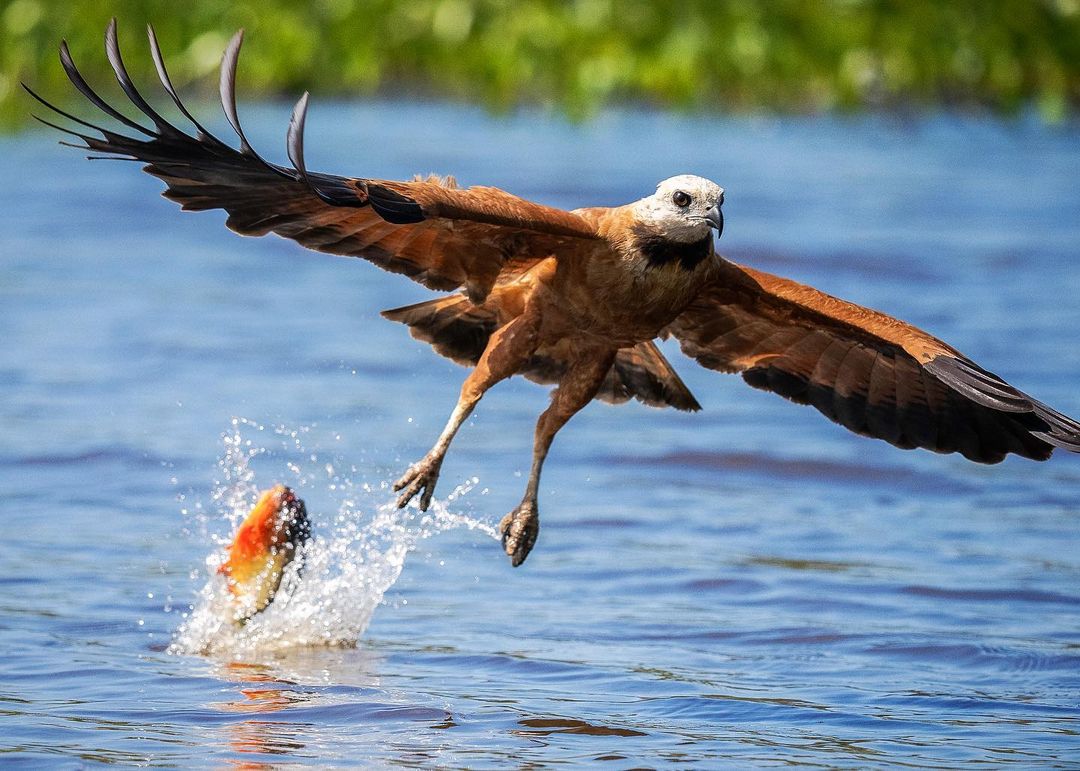 Gavilán colorado intentando capturar a una piraña en el río Matiyure, estado Apure.