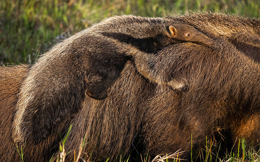 cría de oso hormiguero subido a la espalda de la madre