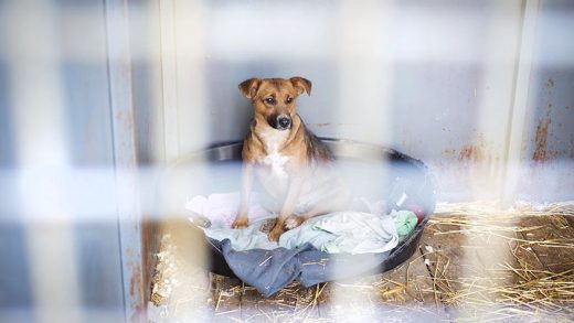 perro en un refugio