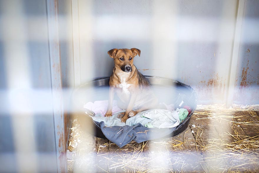 que hacer antes de adoptar un perro