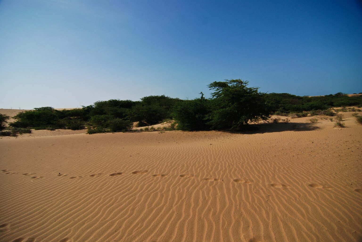 Descubre los Médanos de Coro: Maravilla Natural del Caribe